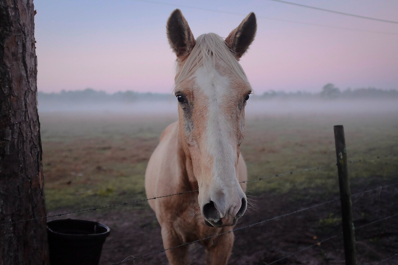 Ranch horse in a western setting